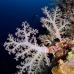 coral_soft_lc_mb_v_0104_png2129.jpg